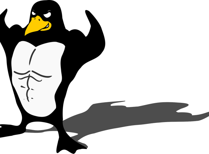 penguin, bodybuilder, linux, muscle, tux, nature, animal, funny