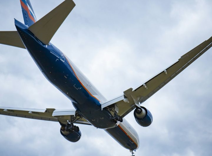 flying blue and brown plant